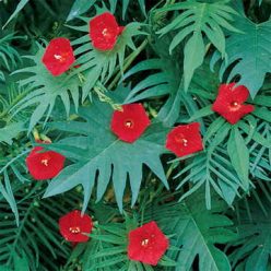 Cardinal Climber Vine Seeds