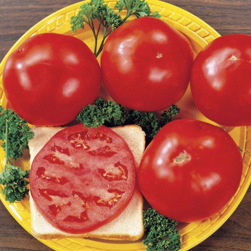 Celebrity Hybrid Tomato Seeds - Image 3