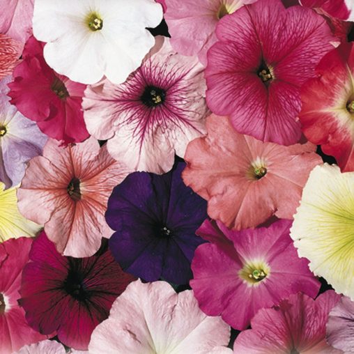 Celebrity Mix Petunia Seeds - Image 3