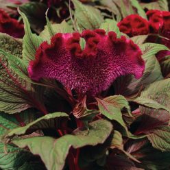 Celosia Dracula