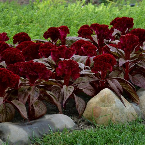 Celosia Dracula - Image 4