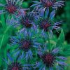 Centaurea Seeds