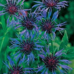 Centaurea Seeds