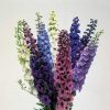 Centurion Mix Delphinium Seeds