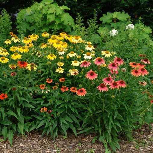 Cheyenne Spirit Coneflower Seeds - Image 3