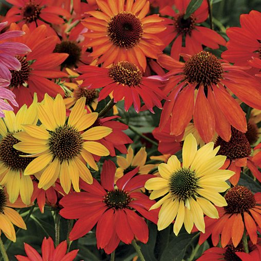Cheyenne Spirit Coneflower Seeds - Image 4
