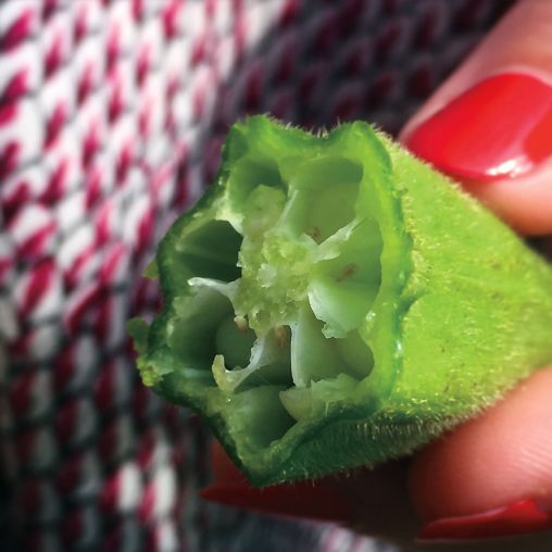 Clemson Spineless Okra Seeds - Image 3