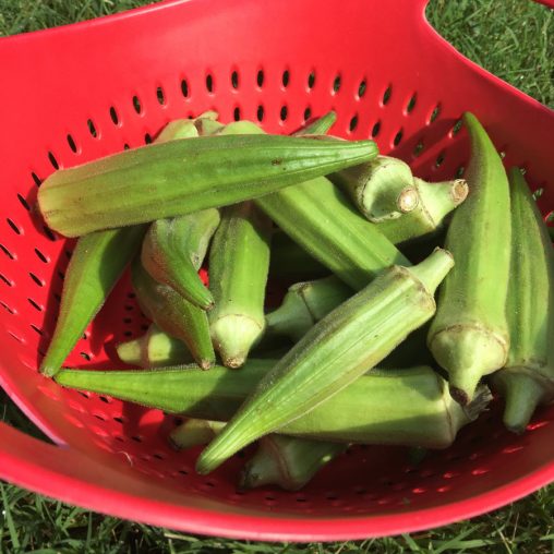 Clemson Spineless Okra Seeds - Image 4