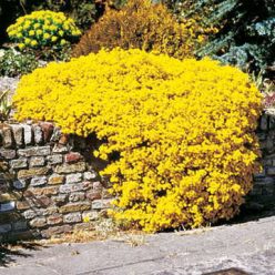 Compacta Alyssum Seeds