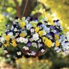 Cool Wave Mix Pansy Seeds