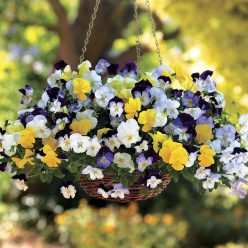 Cool Wave Mix Pansy Seeds