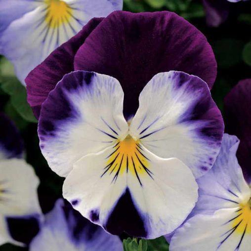 Cool Wave Violet Wing Pansy Seeds