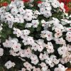 Cora Cascade Polka Dot Vinca Flower Seeds