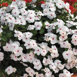 Cora Cascade Polka Dot Vinca Flower Seeds