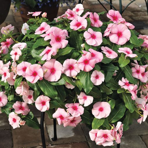 Cora Cascade Strawberry Vinca Seeds - Image 2