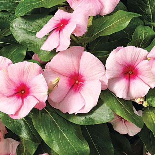 Cora Cascade Strawberry Vinca Seeds - Image 3