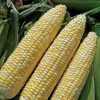 Corn Allure (bicolor)