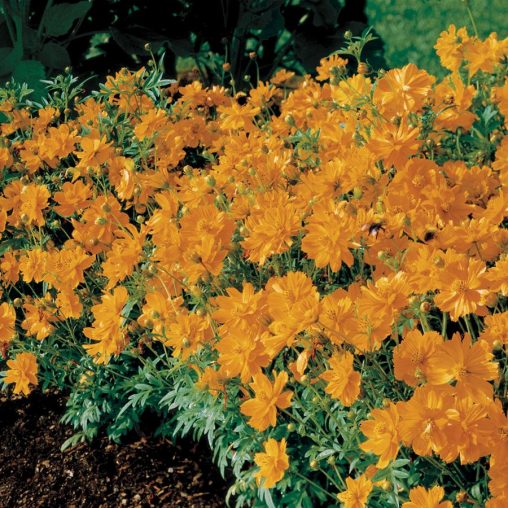 Cosmic Orange Cosmos Flower Seeds - Image 3