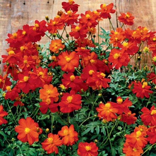 Cosmic Red Cosmos Seeds - Image 3