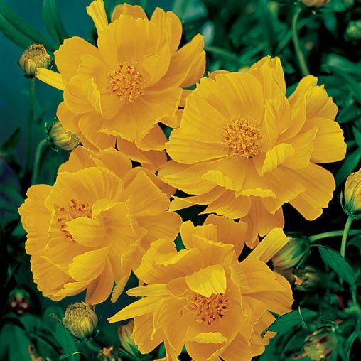 Cosmic Yellow Cosmos Flower Seeds - Image 3