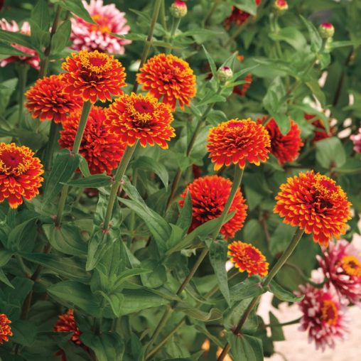 Crouching Tiger Zinnia Seeds - Image 3