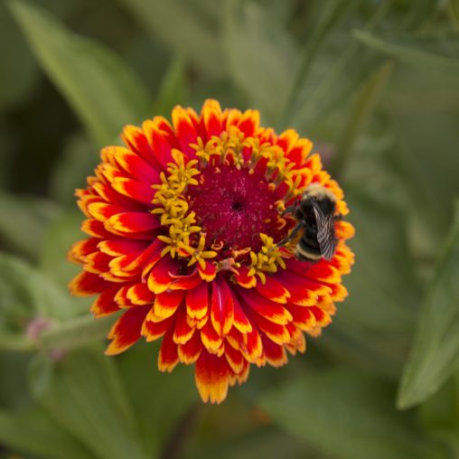 Crouching Tiger Zinnia Seeds - Image 4