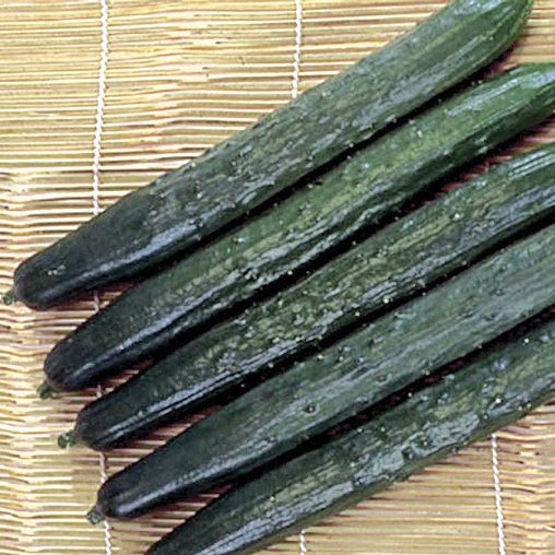 Cucumber Tasty Green Hybrid - Image 2