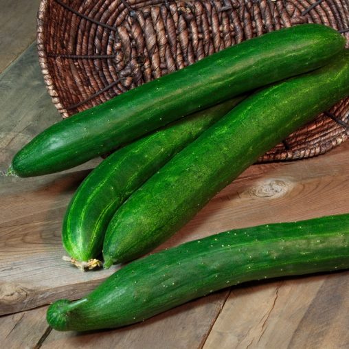 Cucumber Tasty Green Hybrid - Image 3