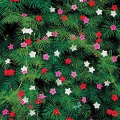 Cypress Vine Mix Seeds