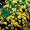 Dahlberg Daisy Seeds