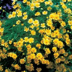Dahlberg Daisy Seeds