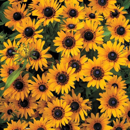 Denver Daisy Rudbeckia Seeds - Image 2