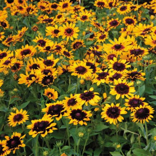 Denver Daisy Rudbeckia Seeds - Image 3