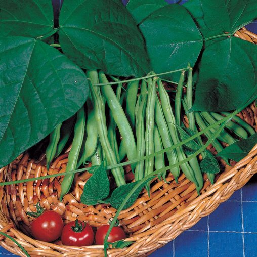 Derby Green Bean Organic Bush Seeds - Image 3