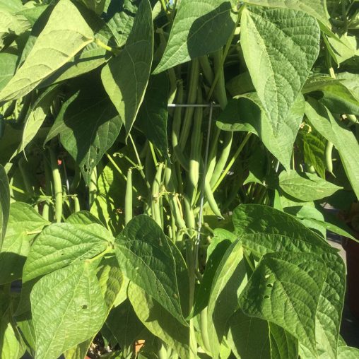 Desperado Bean Seeds - Image 3