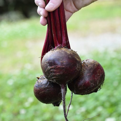 Detroit Dark Red Beet Seeds - Image 2
