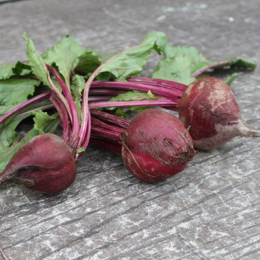 Detroit Dark Red Beet Seeds - Image 4