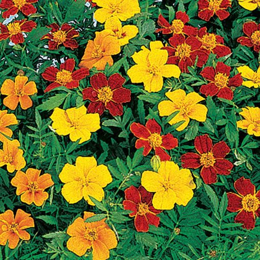 Disco Mix Marigold Seeds - Image 2