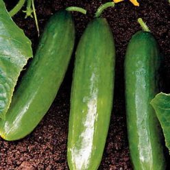 Diva Cucumber Seeds