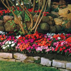 Divine Mix New Guinea Impatiens Seeds  of 15 seeds