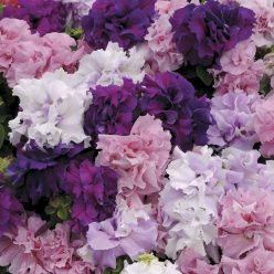 Double Cascade Hybrid Mix Petunia Seeds