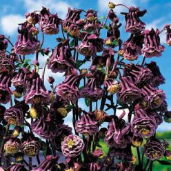 Double Pleat Blackberry Columbine Seeds