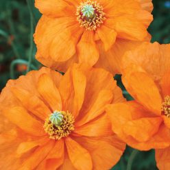Double Tangerine Gem Poppy Seeds