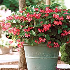 Dragon Wing Pink Begonia Seeds