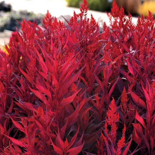 Dragon's Breath Celosia Seeds  of 10 seeds