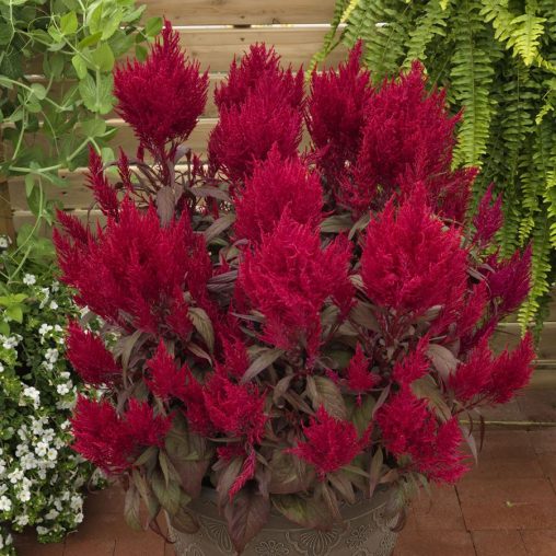 Dragon's Breath Celosia Seeds  of 10 seeds - Image 3