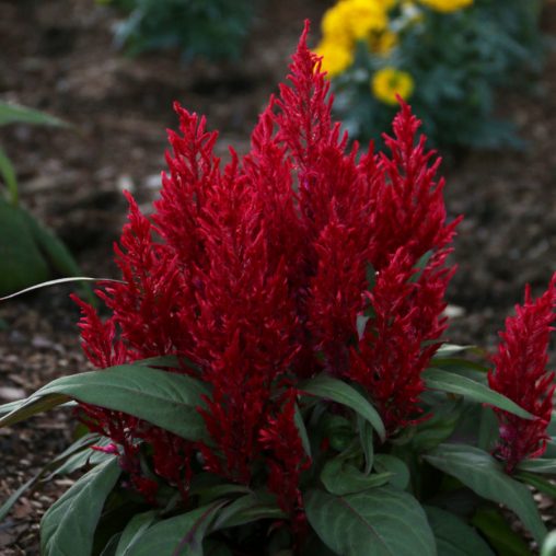 Dragon's Breath Celosia Seeds  of 10 seeds - Image 4