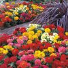 Dreamland Mix Hybrid Zinnia Seeds  of 25 seeds