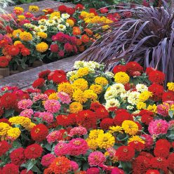 Dreamland Mix Hybrid Zinnia Seeds  of 25 seeds