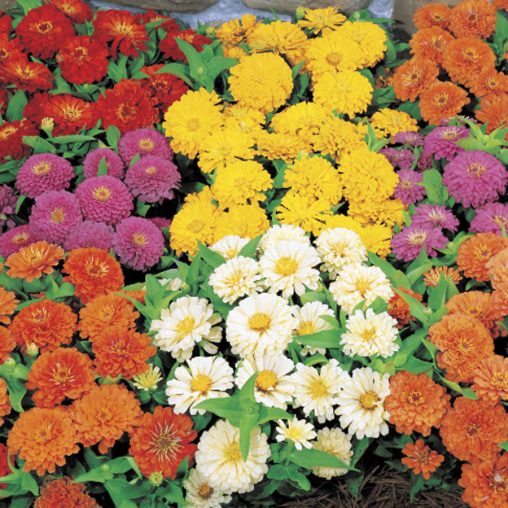 Dreamland Mix Hybrid Zinnia Seeds  of 25 seeds - Image 3